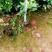 鸭脚木5斤袋15-20高，7斤袋20-30高