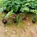 鸭脚木5斤袋15-20高，7斤袋20-30高