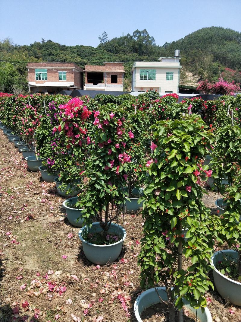 红花三角梅绿盆，基地直销，现货供应，，，，，，，，，，