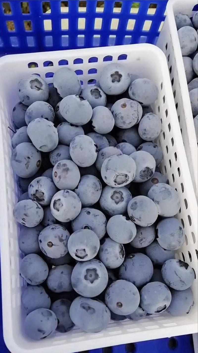 山东大棚露天蓝莓大量供应商超社区团购微商