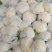 松花菜，散花，松花，有机菜花，咸阳有机花，陕西松花，三原
