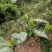 野生一级