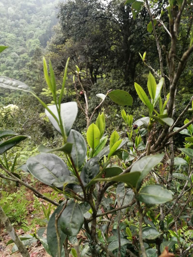 野生一级