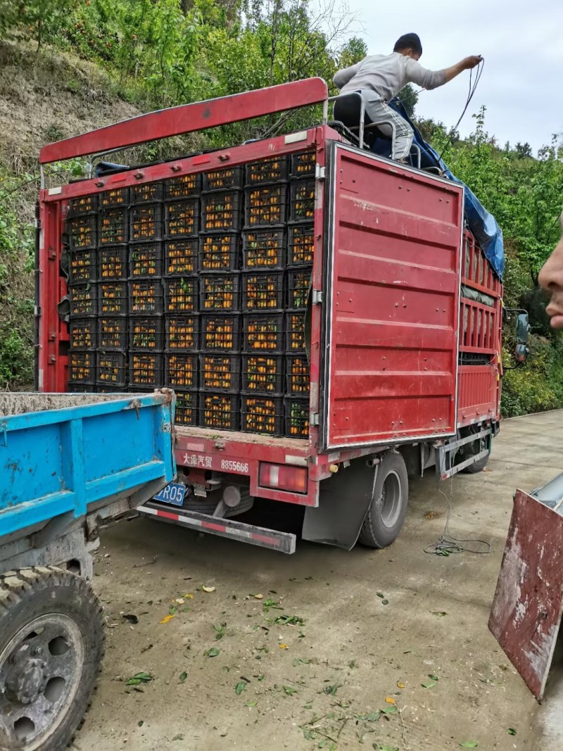 黄果柑汉源县石棉县黄果甘基地诚信代办汁多味甜化渣，颜色好