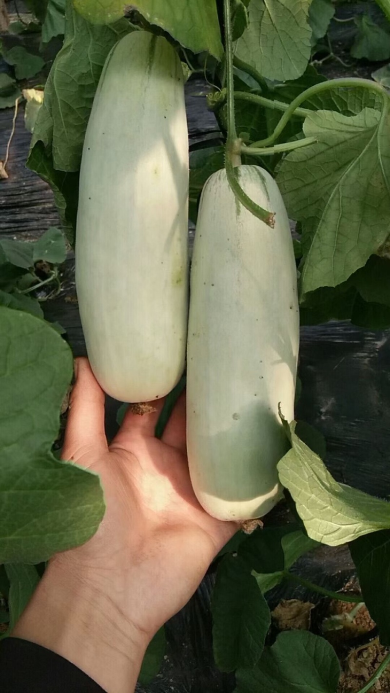 博洋61甜瓜，大量供应中，欢迎各地老板。