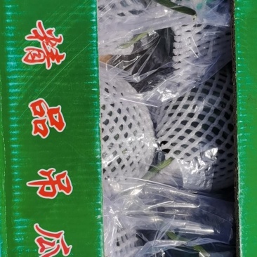 宁夏小吊瓜大量上市，货量集中，口感甘甜