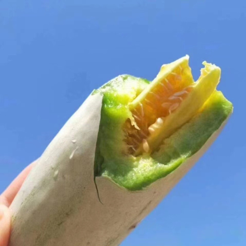 博洋61甜瓜，大量供应中，欢迎各地老板。