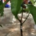 黄晶果树苗四季黄晶果树苗台湾黄金果东蜜久蜜盆栽地栽带叶发