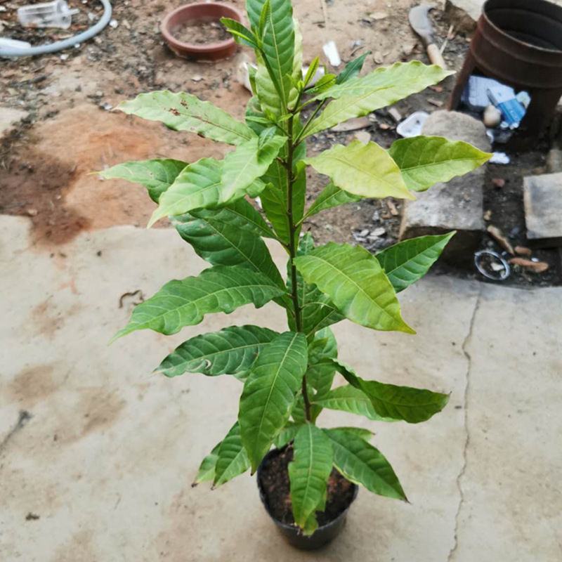 黄晶果树苗四季黄晶果树苗台湾黄金果东蜜久蜜盆栽地栽带叶发