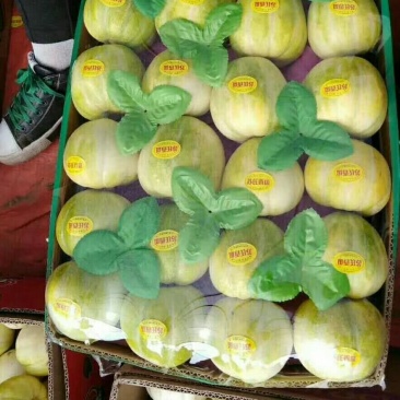 大量金菲香瓜上市，直根口感相当好，欢迎各地客商考察