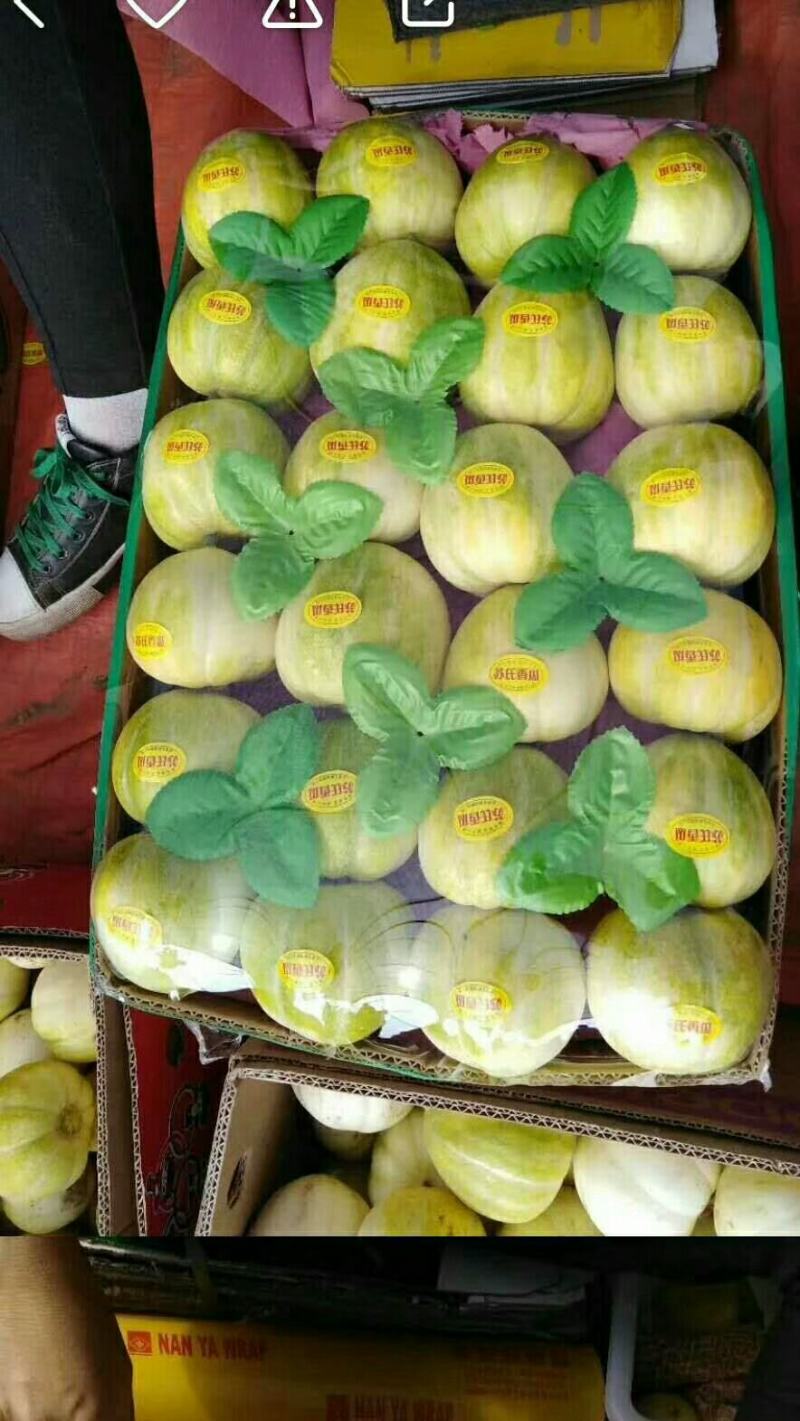 大量金菲香瓜上市，直根口感相当好，欢迎各地客商考察