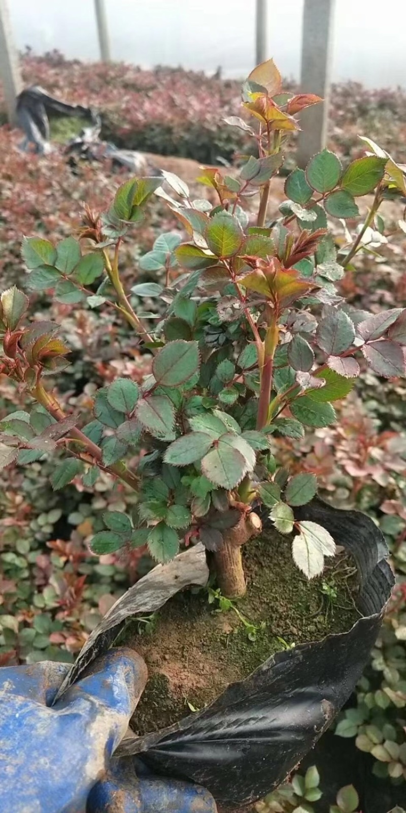 月季，营养杯苗，各种规格，基地直供，畅销品种