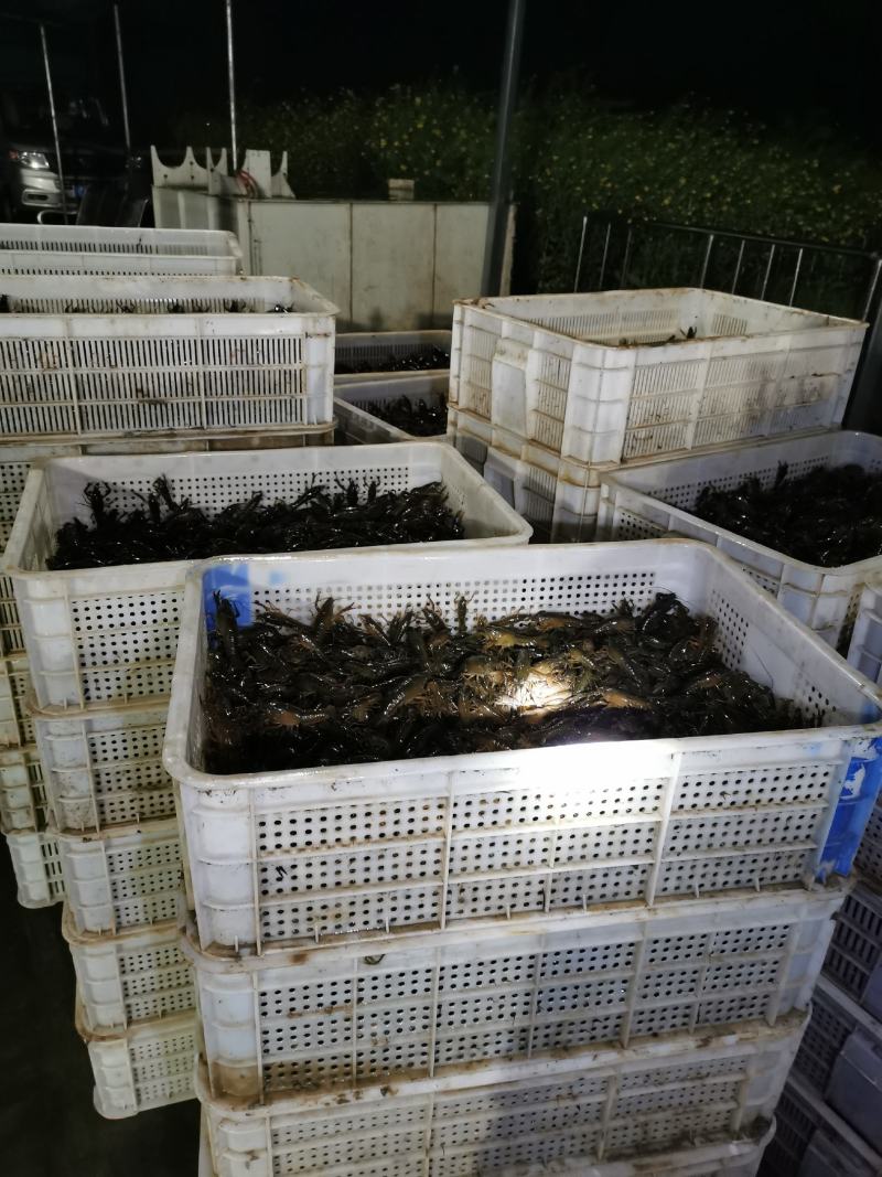 湖苗稻虾精养小龙虾苗幼苗青红虾技术指导冷藏车送货上门