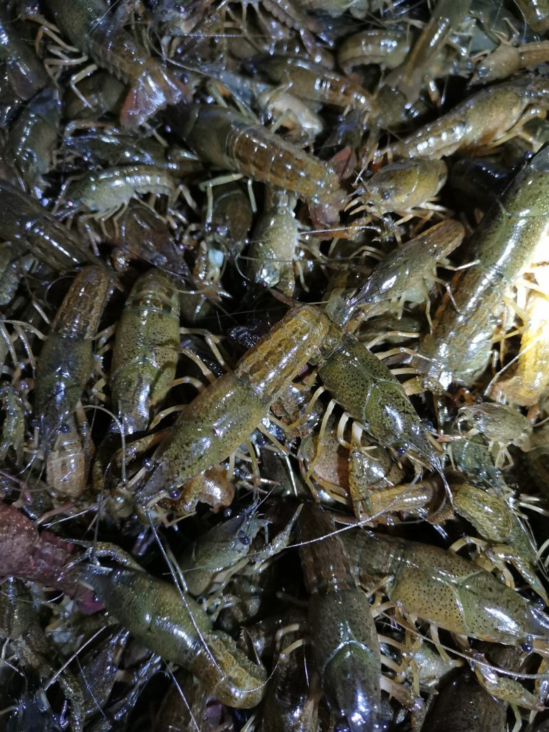 湖苗稻虾精养小龙虾苗幼苗青红虾技术指导冷藏车送货上门