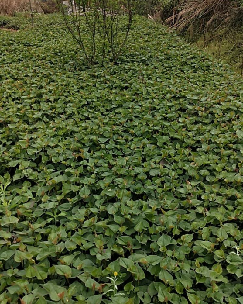 贵州鱼腥草，折耳根