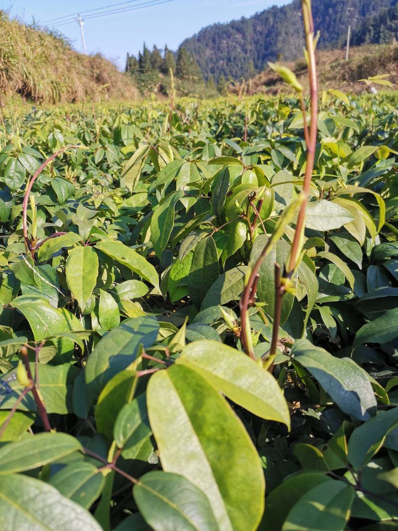 九月黄金蕉两年苗三年苗大量提供基地直发
