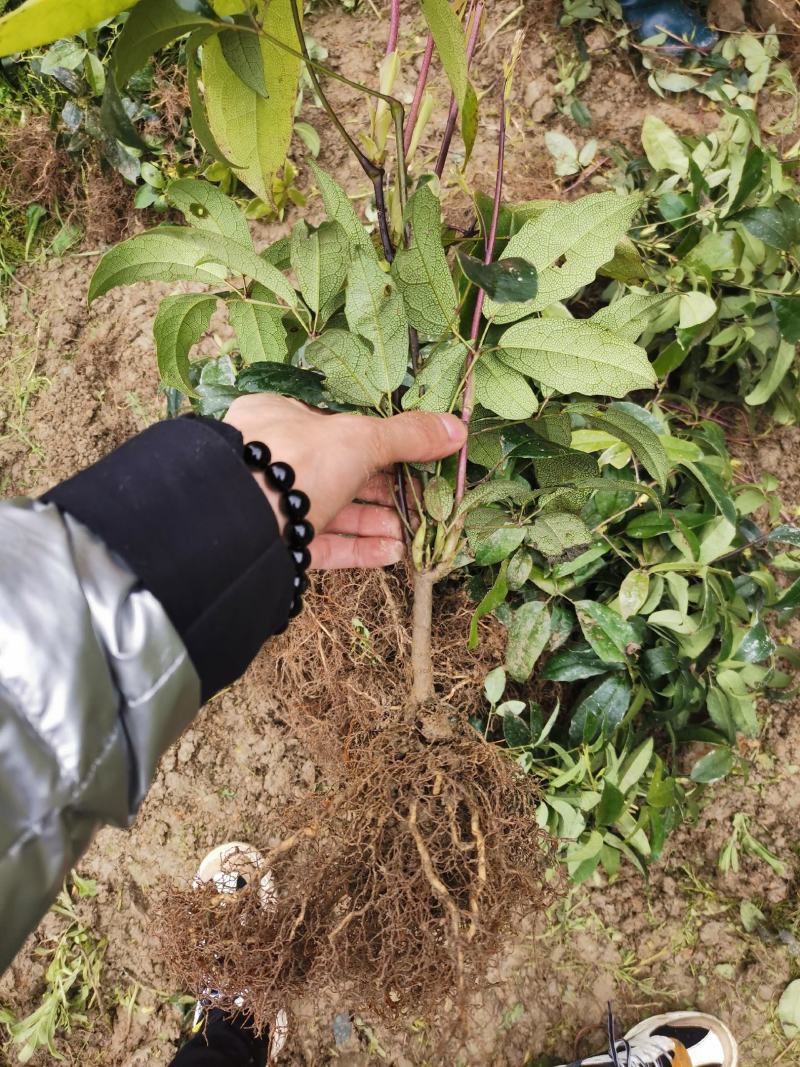 九月黄金蕉两年苗三年苗大量提供基地直发