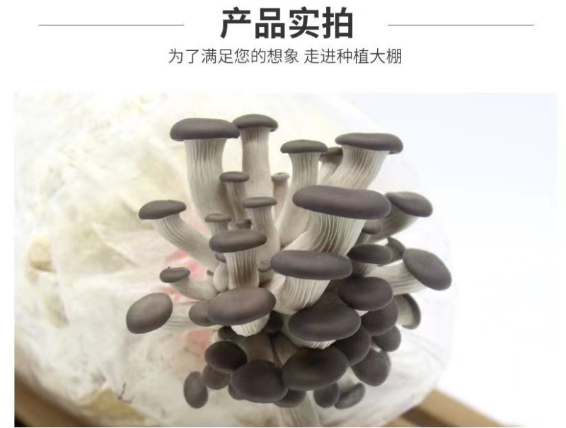 平菇菌包食用菌蘑菇菌包跑江湖摆地摊现货供应