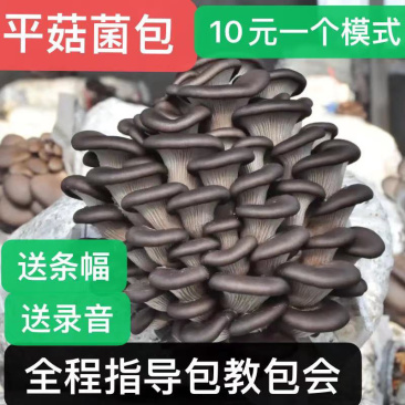 平菇菌包食用菌蘑菇菌包跑江湖摆地摊现货供应