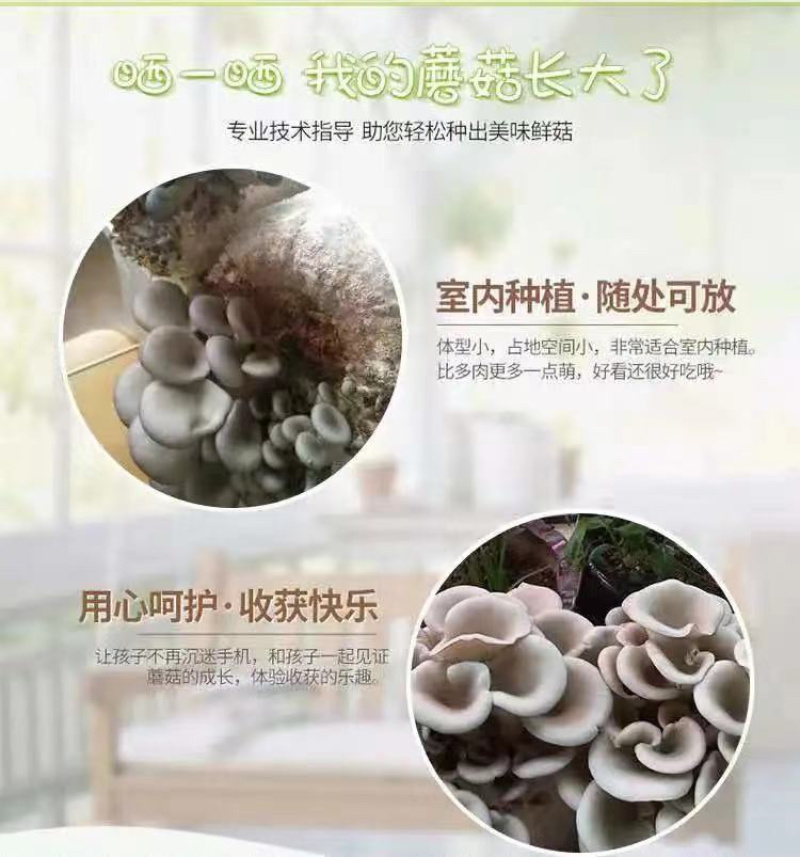 平菇菌包食用菌蘑菇菌包跑江湖摆地摊现货供应