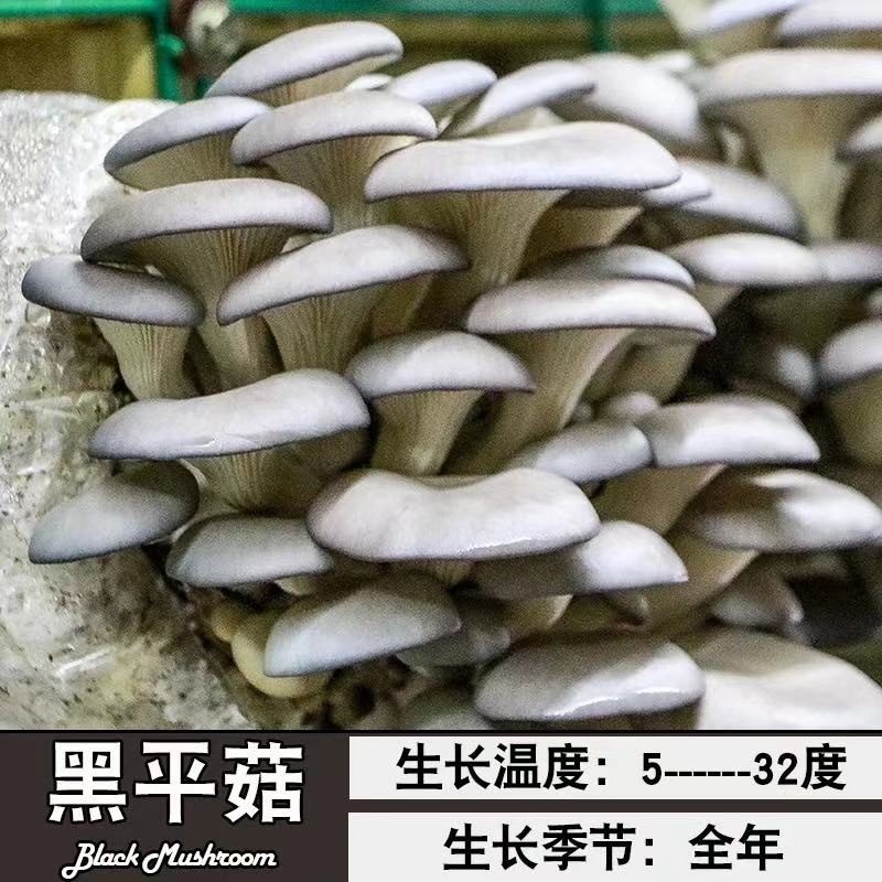 平菇菌包食用菌蘑菇菌包跑江湖摆地摊现货供应