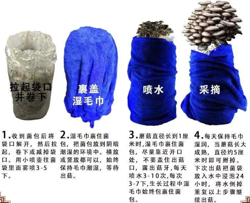 平菇菌包食用菌蘑菇菌包跑江湖摆地摊现货供应