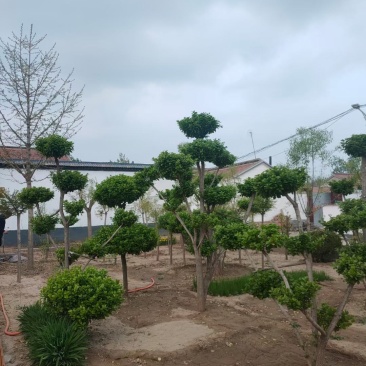 造型树
