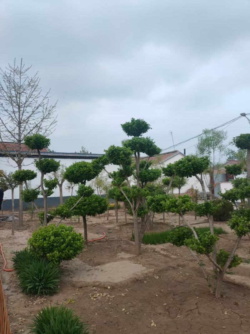 造型树