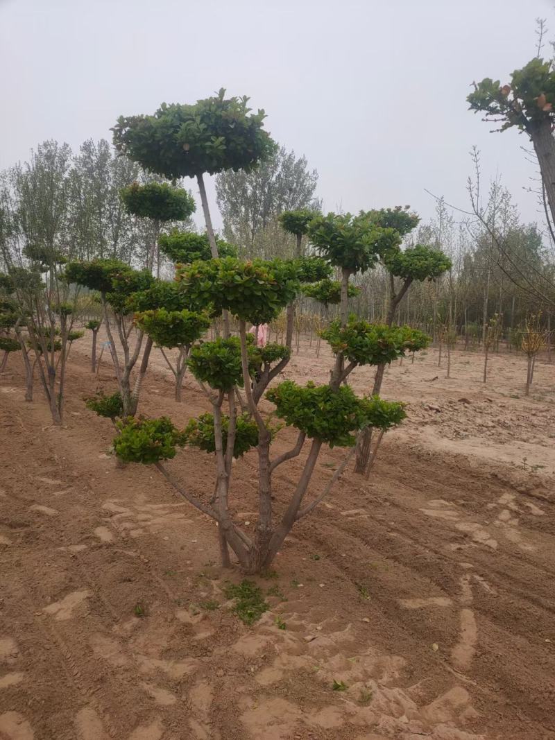 造型树