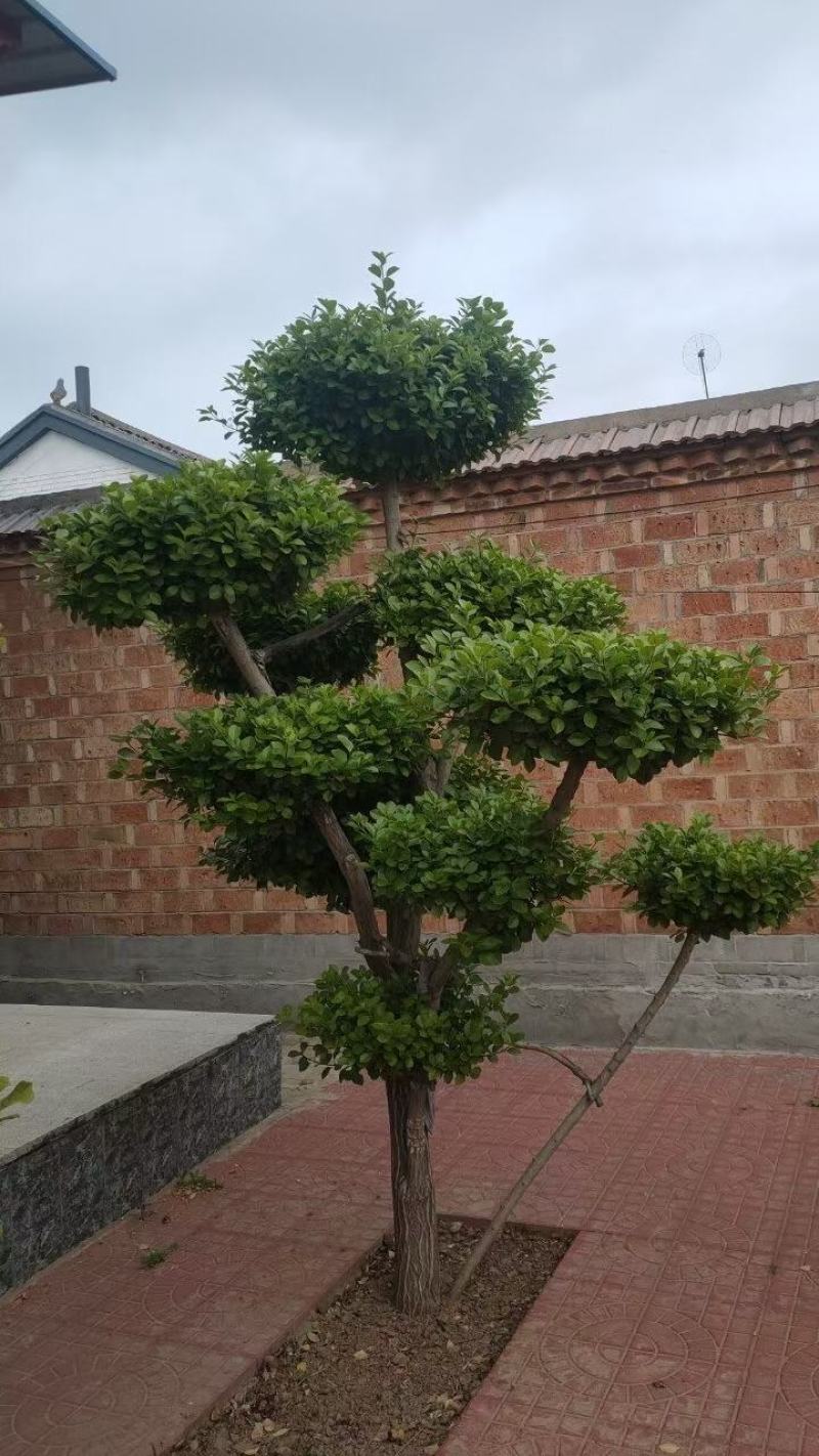 造型树