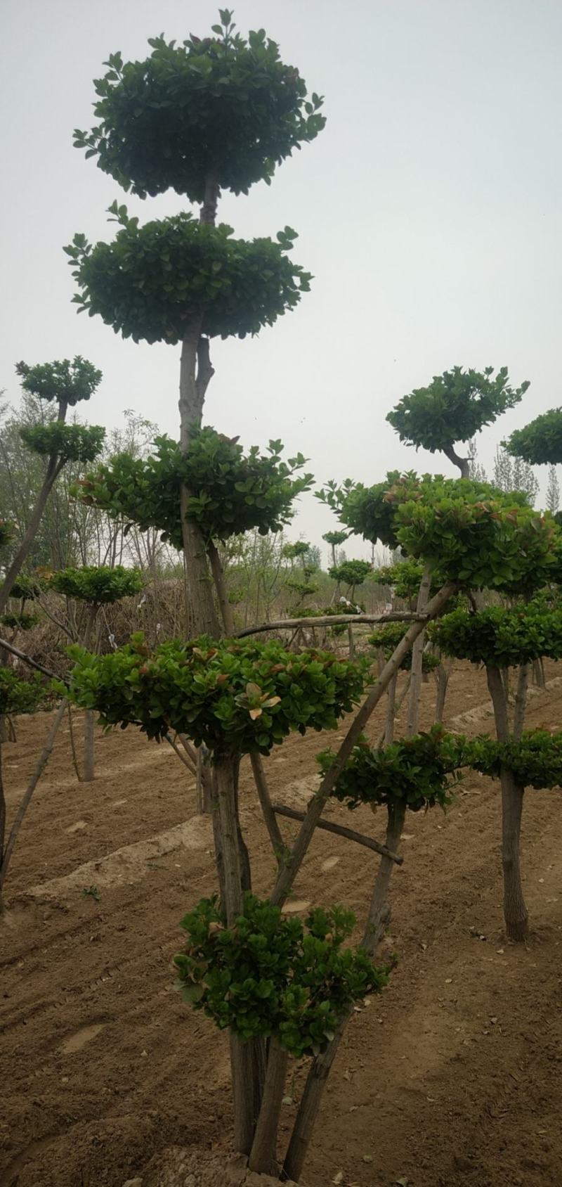 造型树