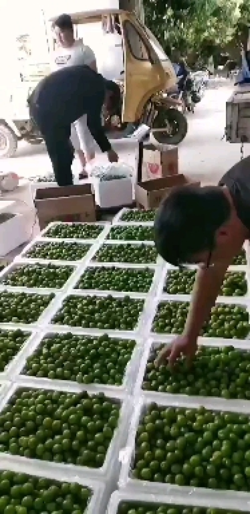 水果三华李