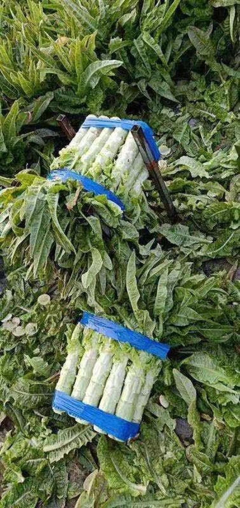 莴苣红尖叶香莴苣毛货产地一手货源商超市场直发合作共赢