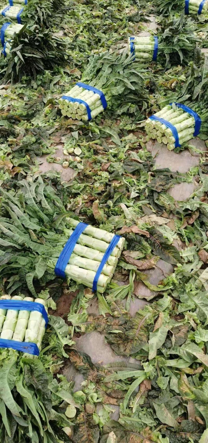 莴苣红尖叶香莴苣毛货产地一手货源商超市场直发合作共赢