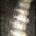 山东盛达菌业大量供应羊肚菌母种原种栽培种，每亩2000元