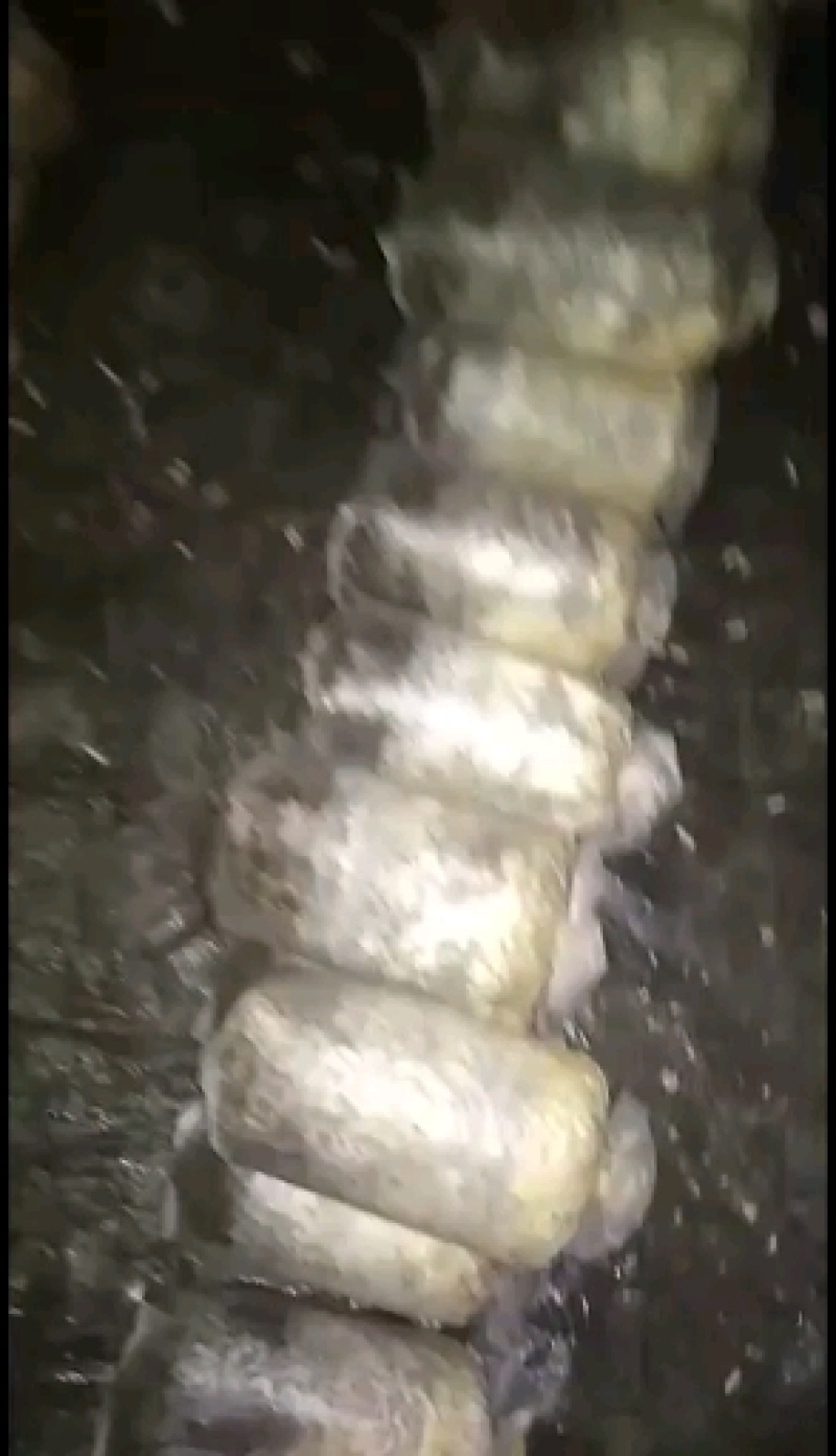 山东盛达菌业大量供应羊肚菌母种原种栽培种，每亩2000元
