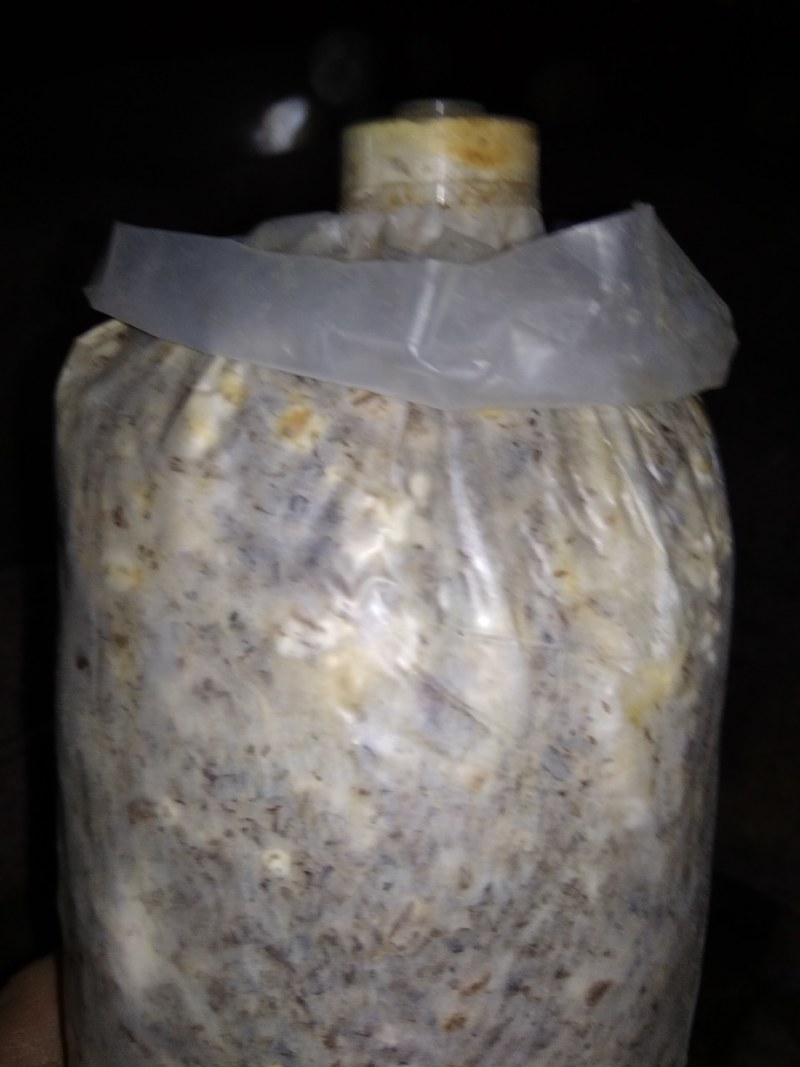 山东盛达菌业大量供应羊肚菌母种原种栽培种，每亩2000元
