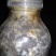 山东盛达菌业大量供应羊肚菌母种原种栽培种，每亩2000元