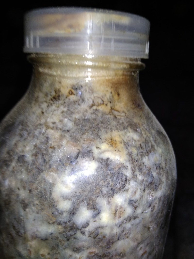 山东盛达菌业大量供应羊肚菌母种原种栽培种，每亩2000元
