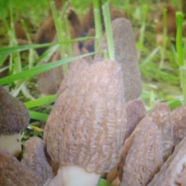 山东盛达菌业大量供应羊肚菌母种原种栽培种，每亩2000元