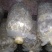 山东盛达菌业大量供应羊肚菌母种原种栽培种，每亩2000元