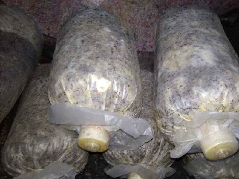 山东盛达菌业大量供应羊肚菌母种原种栽培种，每亩2000元