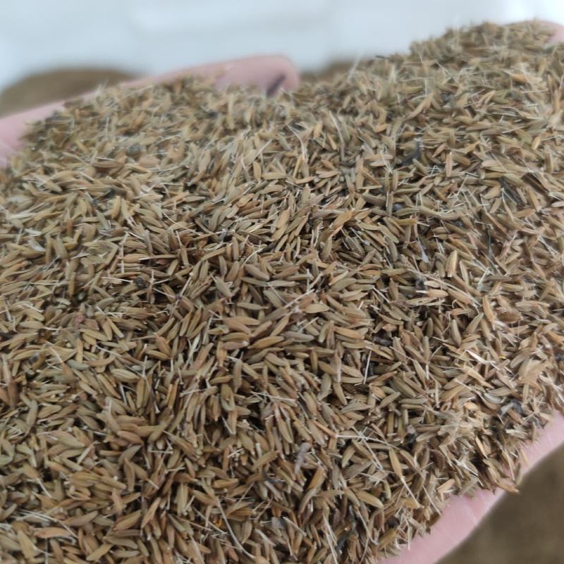 蒲公英种子婆婆丁黄花地丁种籽野生蒲公英种子四季野菜蔬菜种