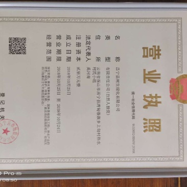 夏威夷果苗嫁接苗，品种优良