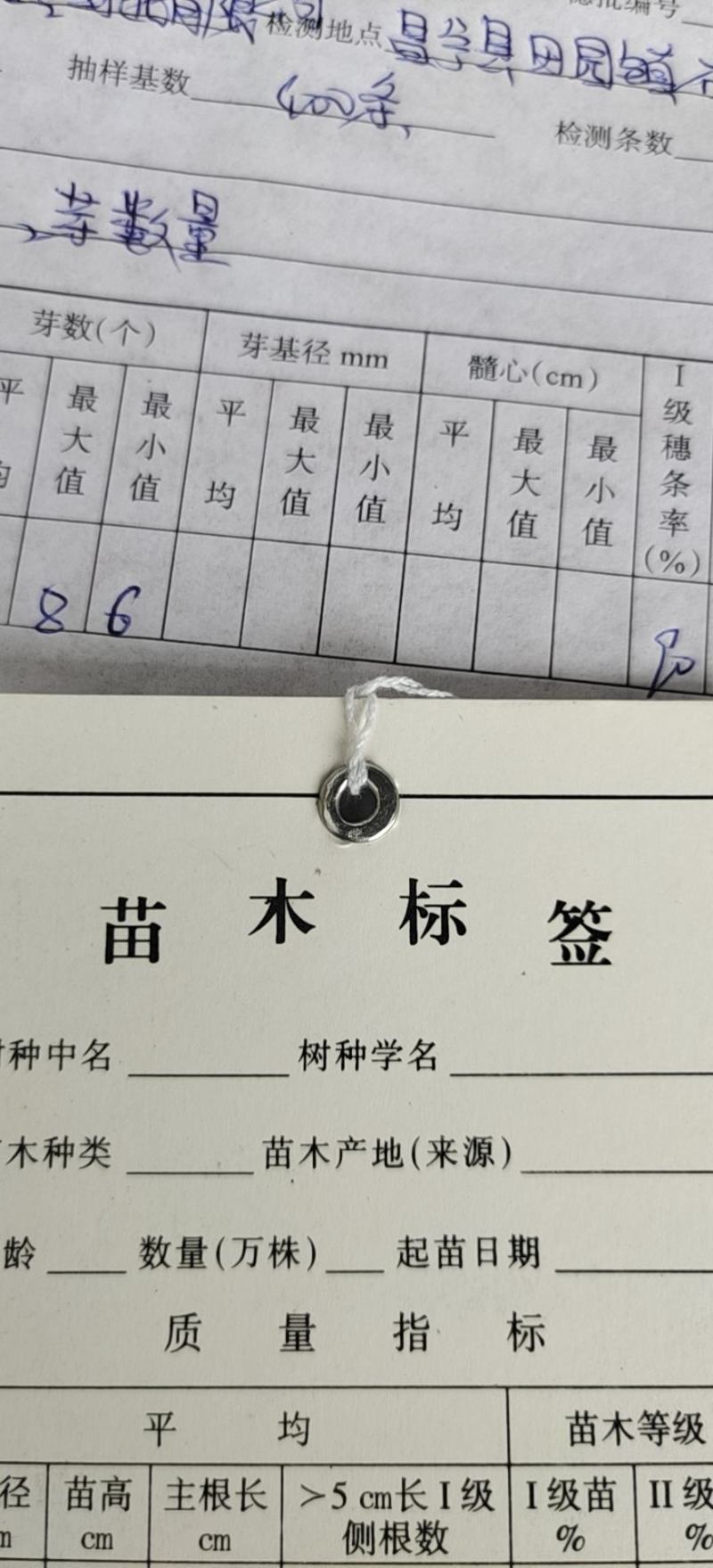 夏威夷果苗嫁接苗，品种优良