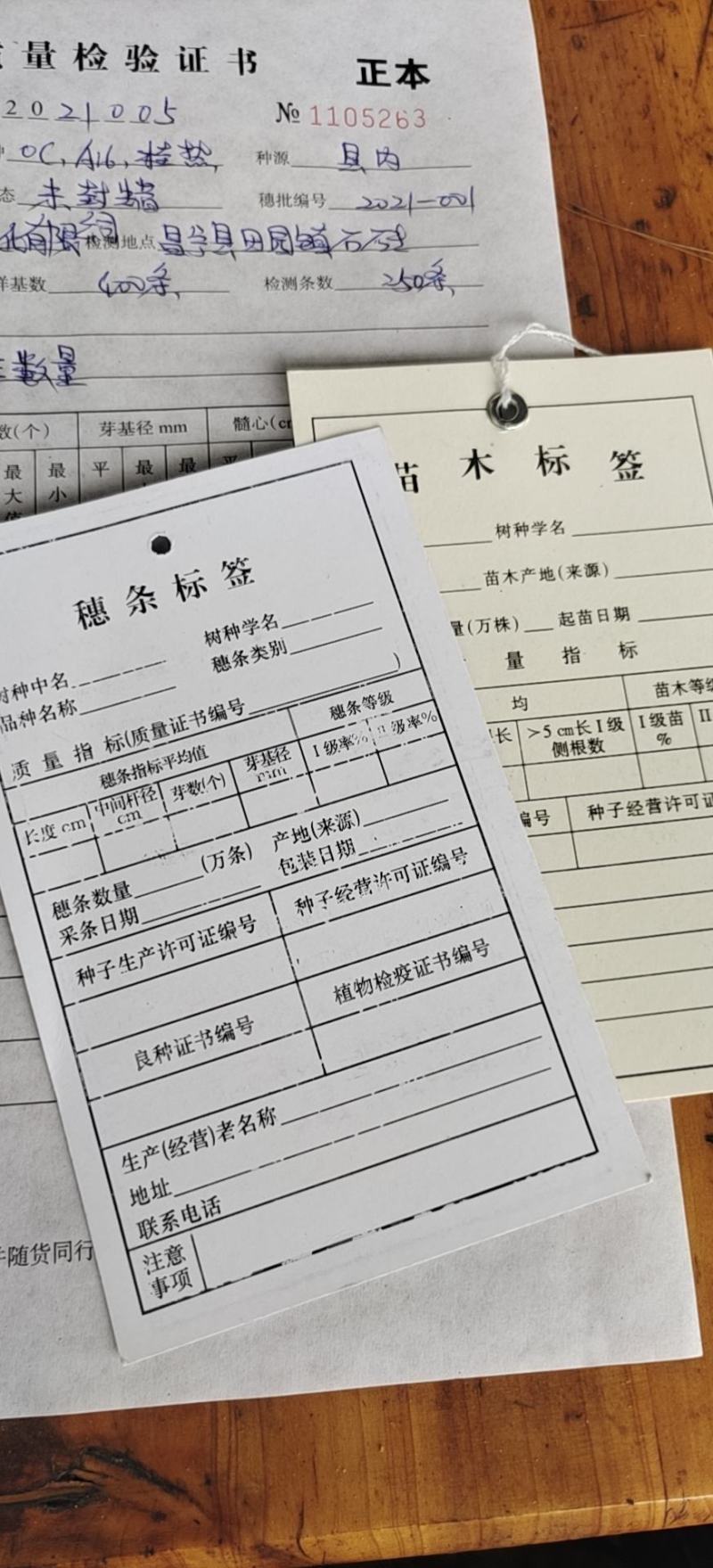 夏威夷果苗嫁接苗，品种优良