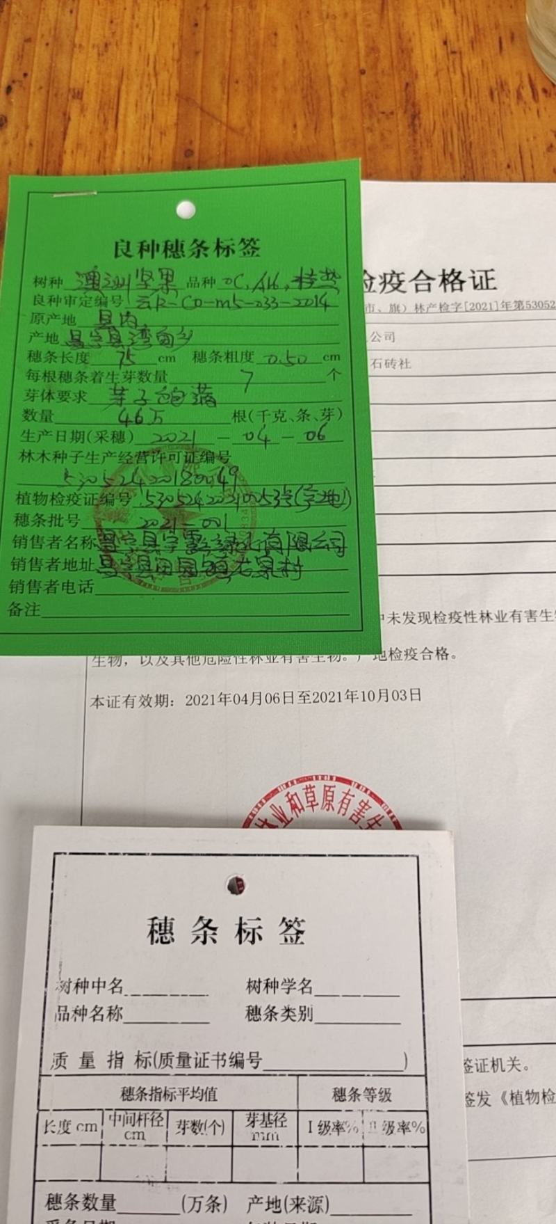 夏威夷果苗嫁接苗，品种优良