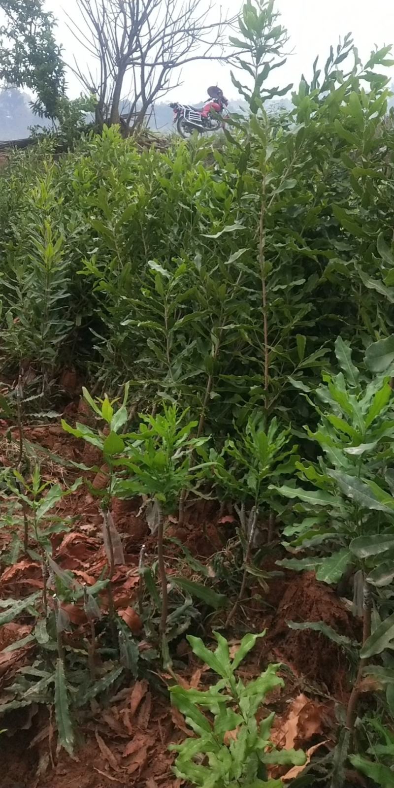 夏威夷果苗嫁接苗，品种优良
