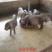 原种新太湖母猪产仔多发情早，抗病力强，适合全国养殖
