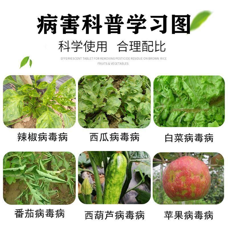 氨基寡糖素病毒病番茄草莓黄瓜辣椒卷叶病花叶病条斑病杀菌剂